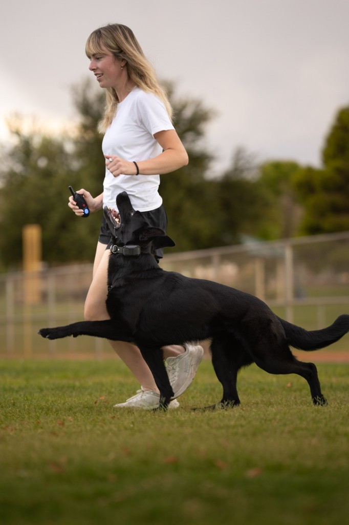 Ashley training a black dog on leash in the field