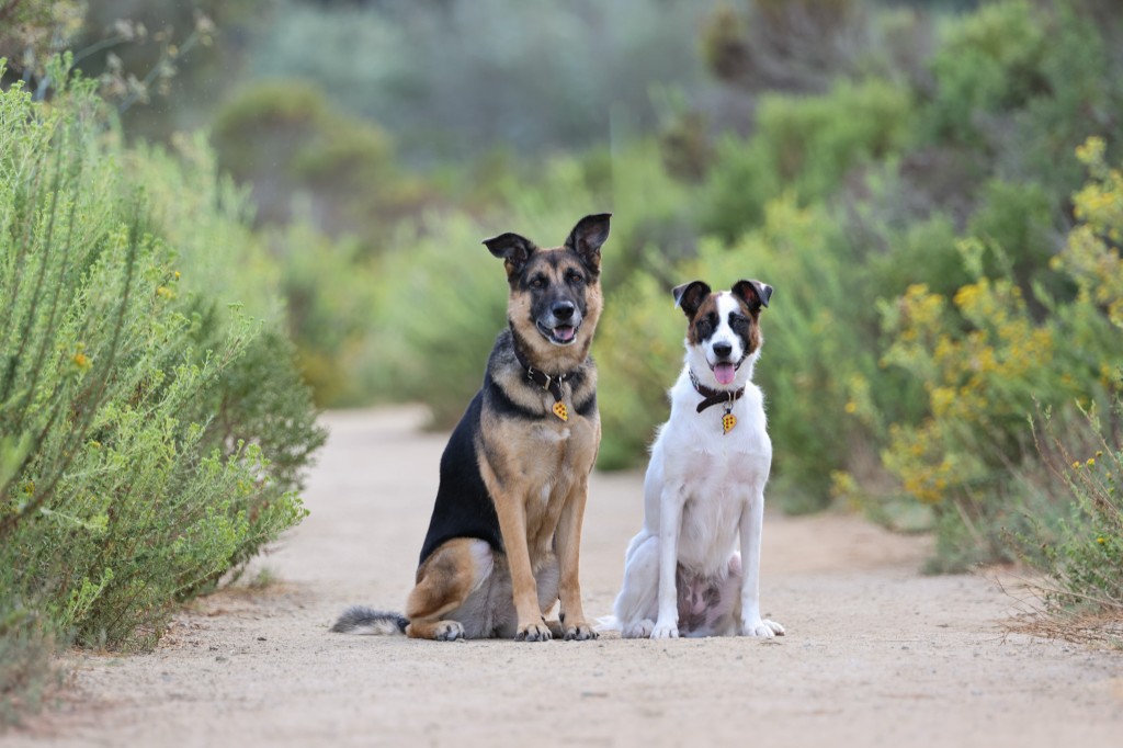 Two dogs sitting together on a trail during day training