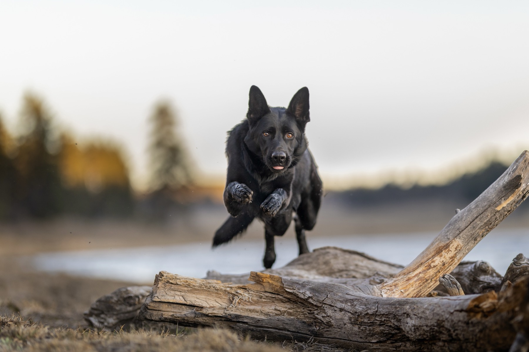 Black shepherd leaping over driftwood