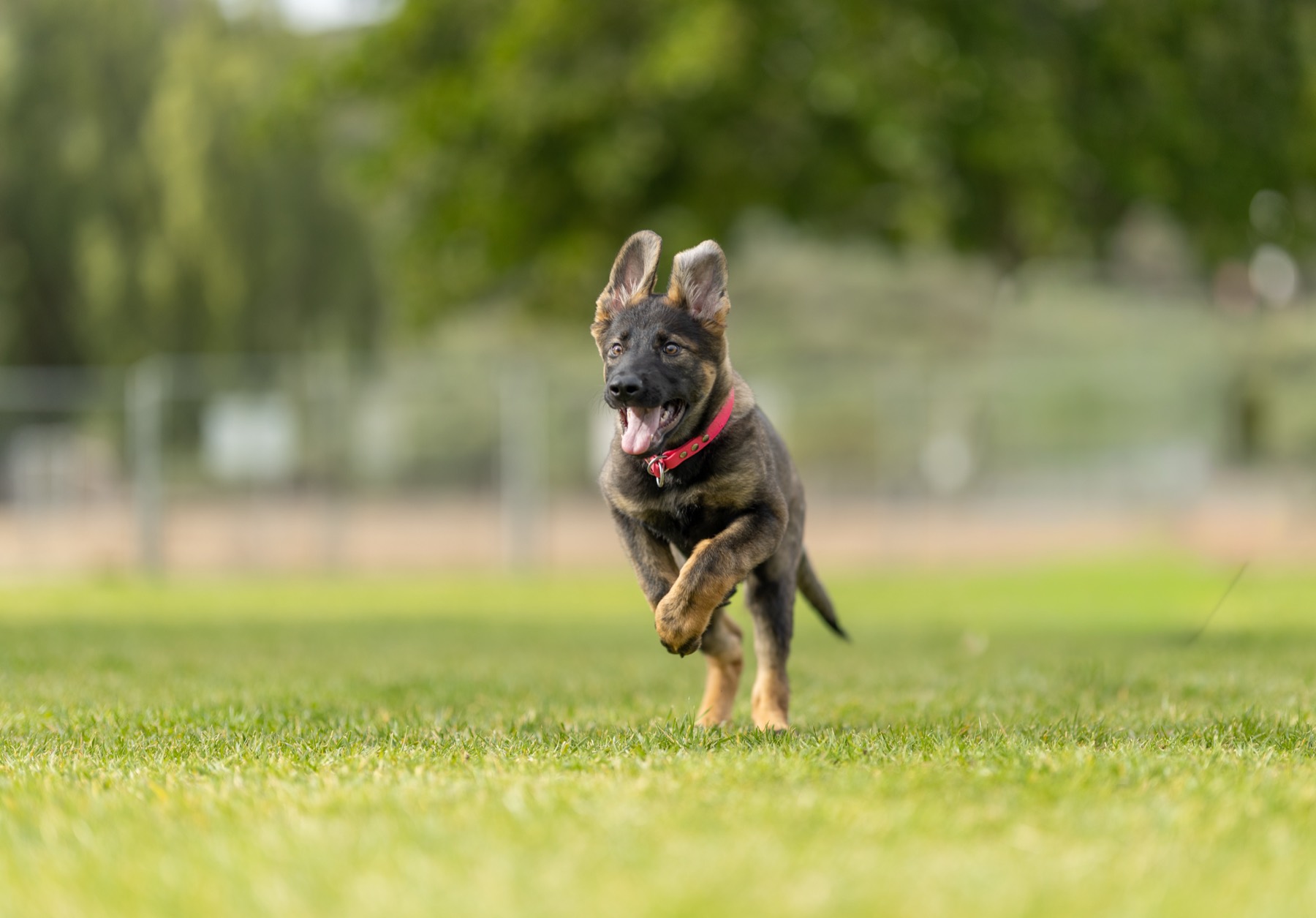 German shepherd puppy running through the grass