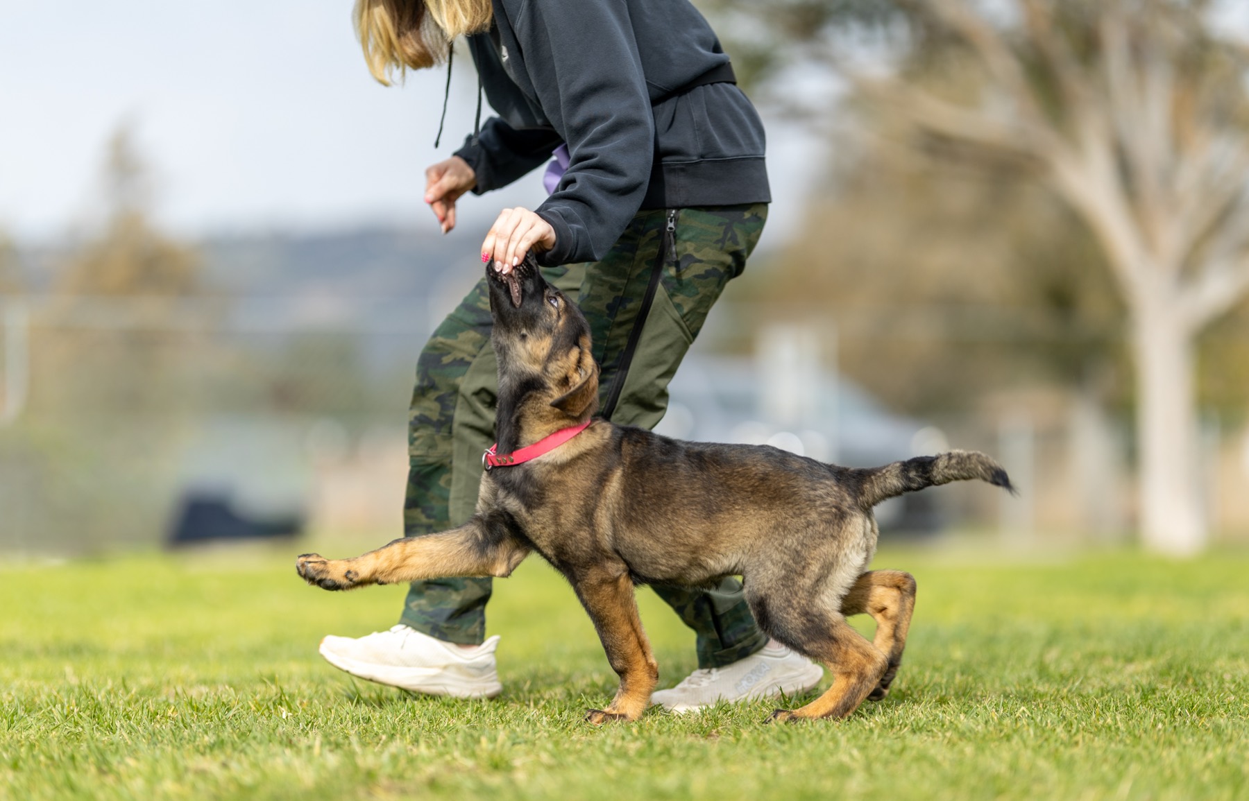 Dog training session at the ranch