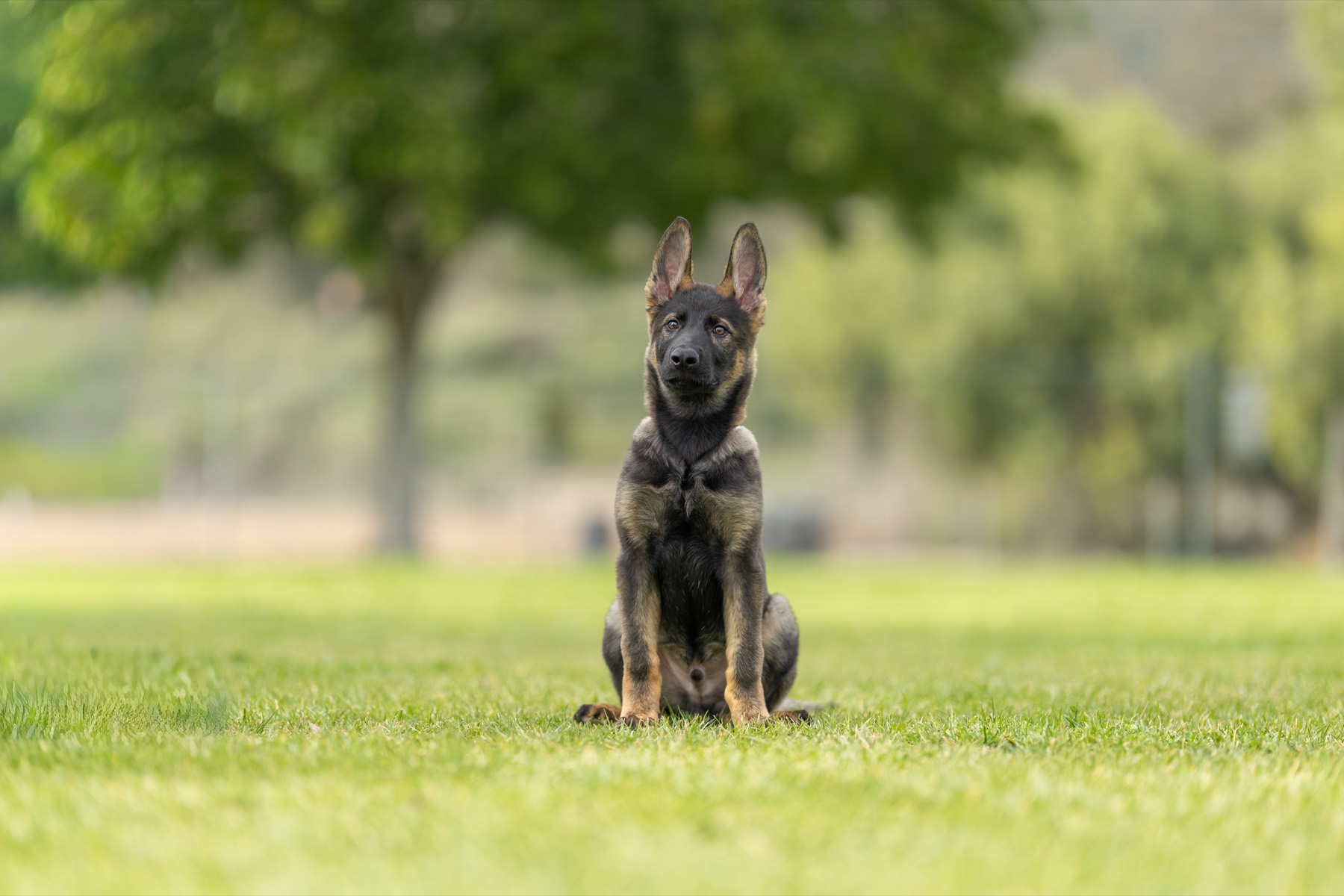 Young shepherd puppy sitting proudly in the park
