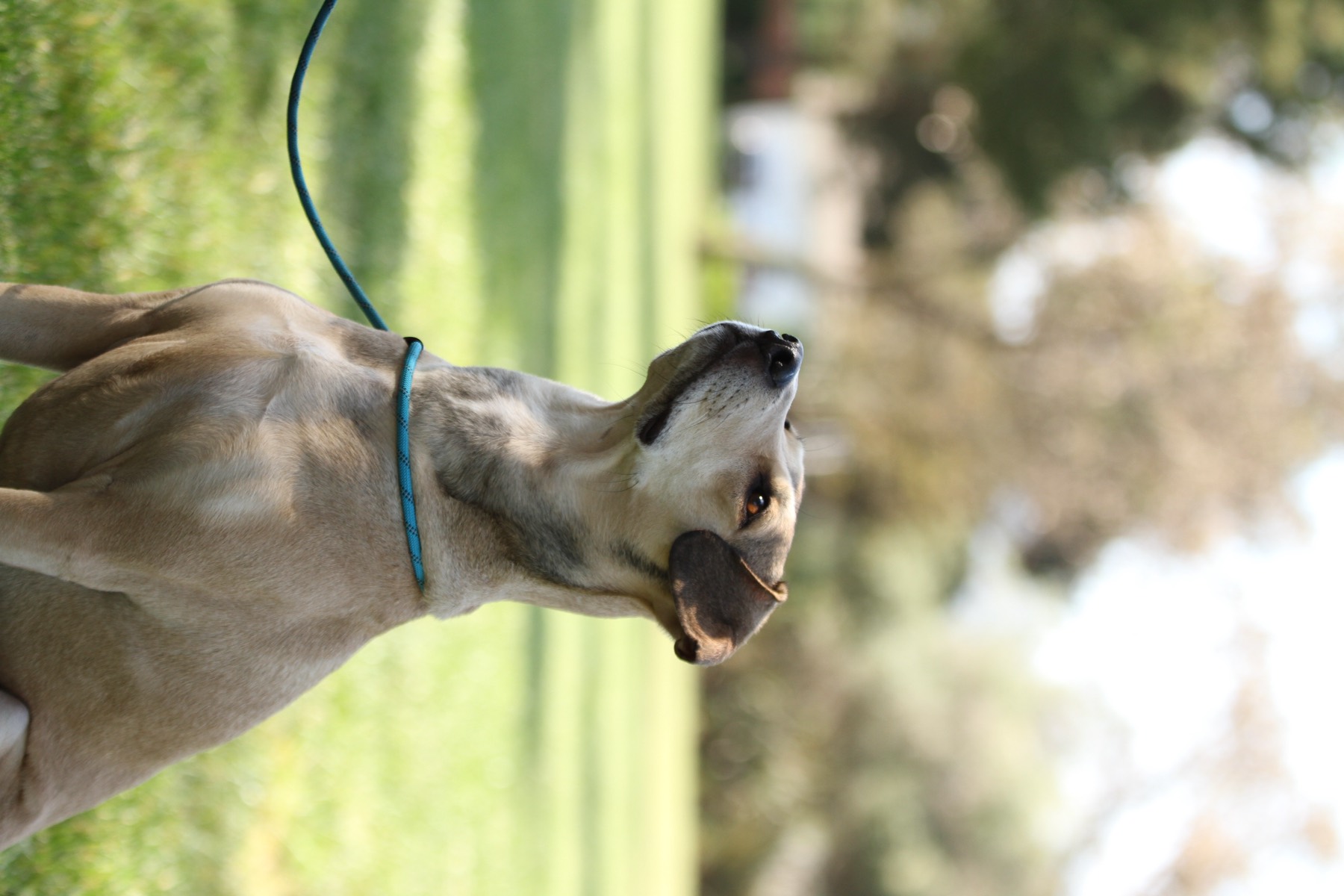Dog focusing during a private leash lesson
