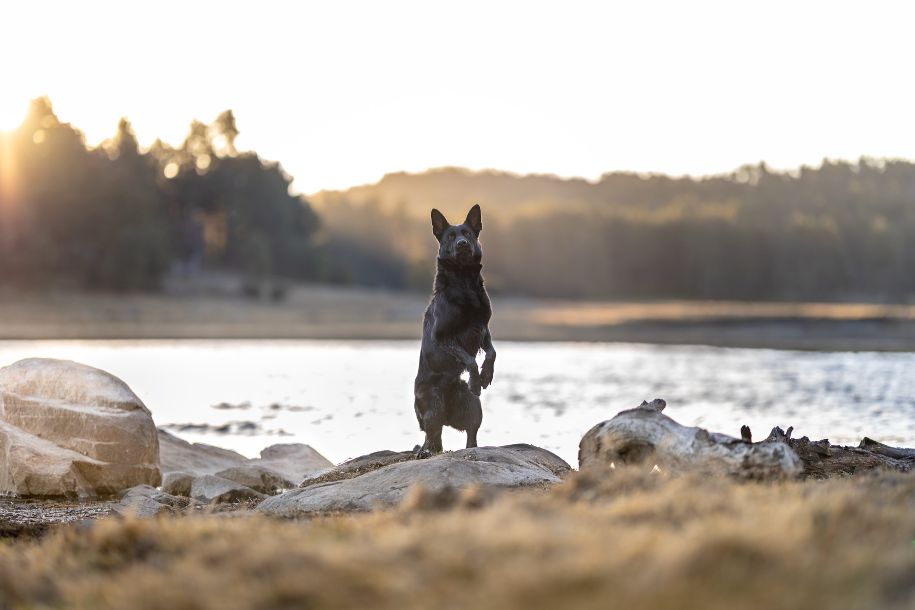 Dog standing tall on the rocks at golden hour
