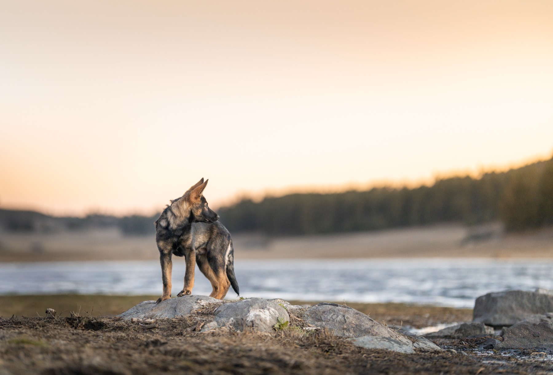 Puppy exploring the lakeshore at sunset