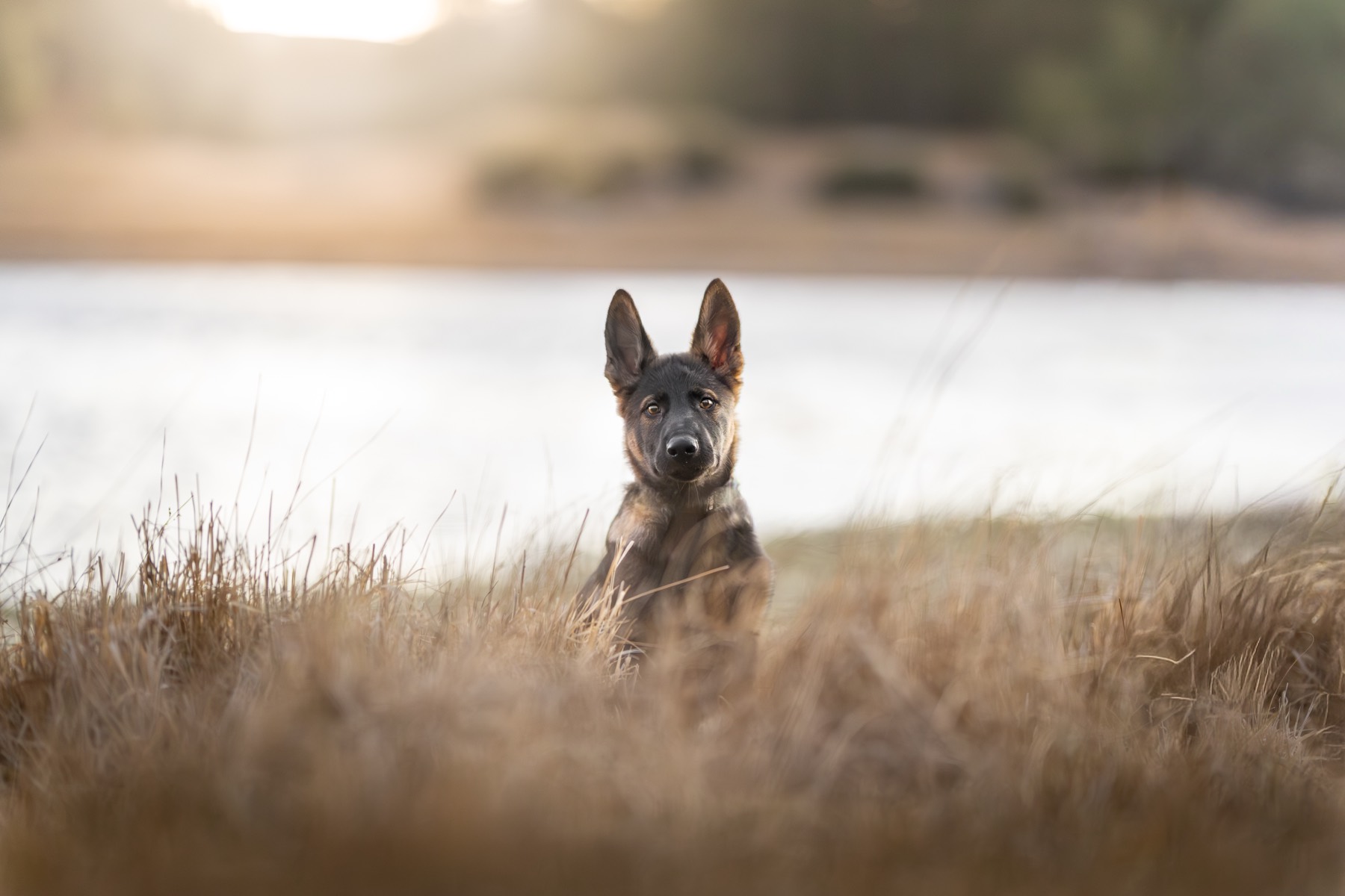 Dog at the water's edge at dusk