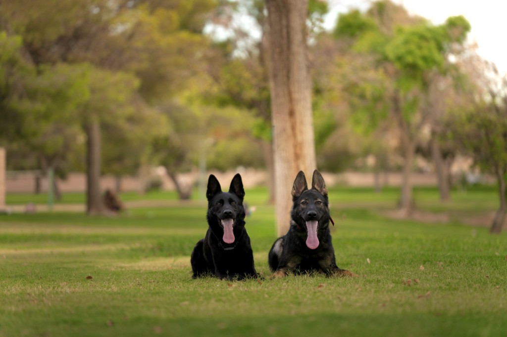 Two shepherd dogs lying in the grass during training