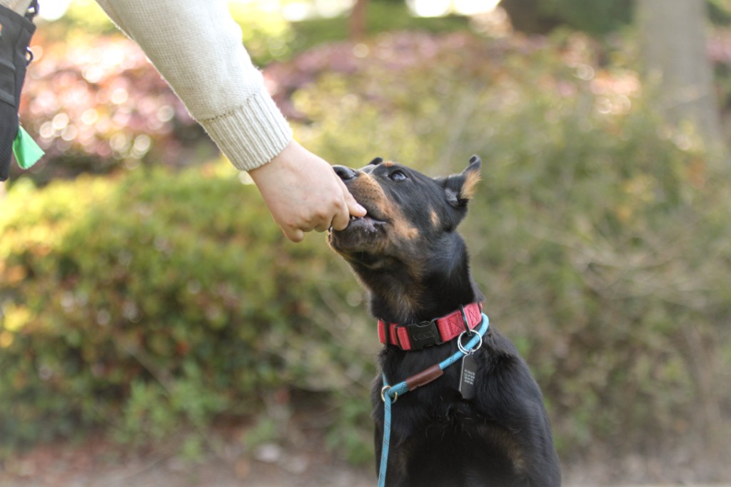 Dog focusing during a private leash lesson
